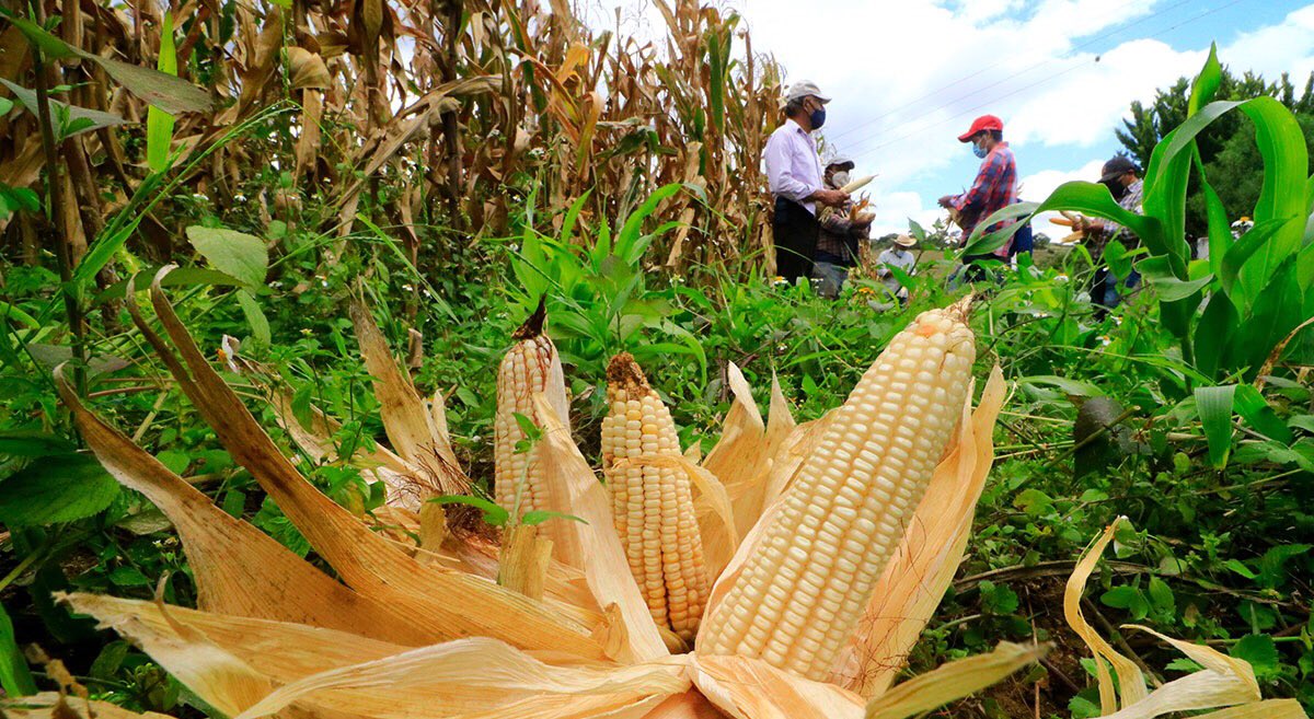 🌽 🇲🇽 Factores como la pandemia y el conflicto entre #Rusia y #Ucrania han afectado la producción y disponibilidad de #maíz en todo el mundo.

Más información aquí:
➡ bit.ly/3CYJJVJ

#CultivosParaMéxico 
#AgriculturaParaLaPaz
#AgriLACResiliente
<a href="/Agricultura_mex/">Secretaría de Agricultura y Desarrollo Rural</a> 
<a href="/CIMMYT/">CIMMYT</a>