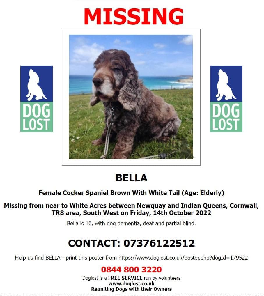 The_Animal_Team's tweet photo. #Bella is an elderly #CockerSpaniel Brown with a white tail, #missing from near to #WhiteAcres between #Newquay &amp; #IndianQueens #TR8 area, #Cornwall since 14/10/22. She is deaf, partially blind &amp; has dementia. https://t.co/ltV8jCiVZ6  #dogsoftwitter #MissingDog #LostDog https://t.co/kDTedLbCJA