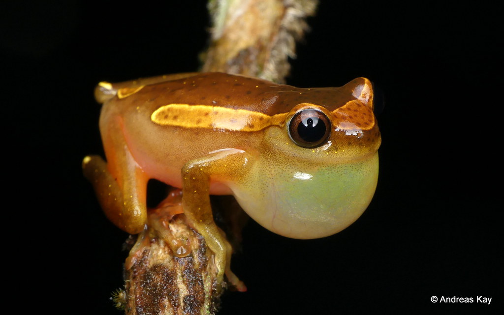 frog ★ tweet media