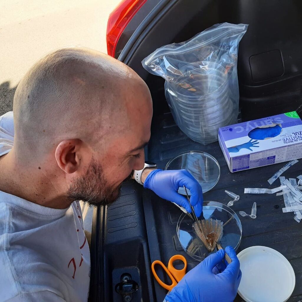 Finally, after months devoted mostly to paperwork and bureaucracy, a little bit of #science! 🧬🧫🦪Dissecting a Pinna rudis (rough pen shell) juvenile in the trunk of the car felt like paradise😅 #backtothefield (kind of) #penshell #nacra #conservation #… instagr.am/p/Cjvw0t_NaQT/
