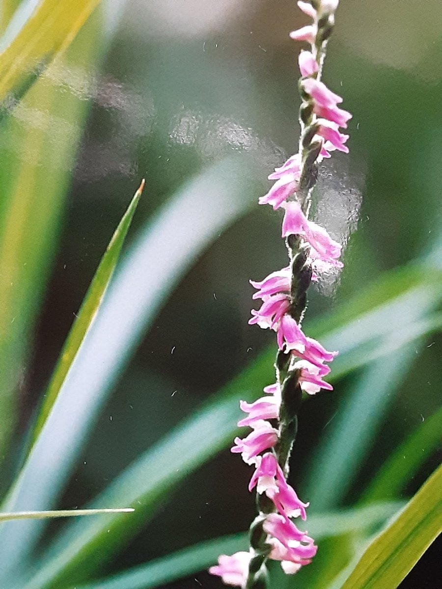 ItezaG's tweet photo. [捩花/Screw Flower]1610
 #山野草 #ネジバナ #モジズリ
 #wildflowers
ラン科ネジバナ属　多年草
分布　温帯 熱帯アジア全域
由来　小花が茎に螺旋状に咲く
蛇足　花は右廻も左廻りも有り
古今集　河原左大臣
　陸奥の信夫捩摺り誰ゆえに乱むと思ふ我ならなくに https://t.co/K9oA4cxfOr