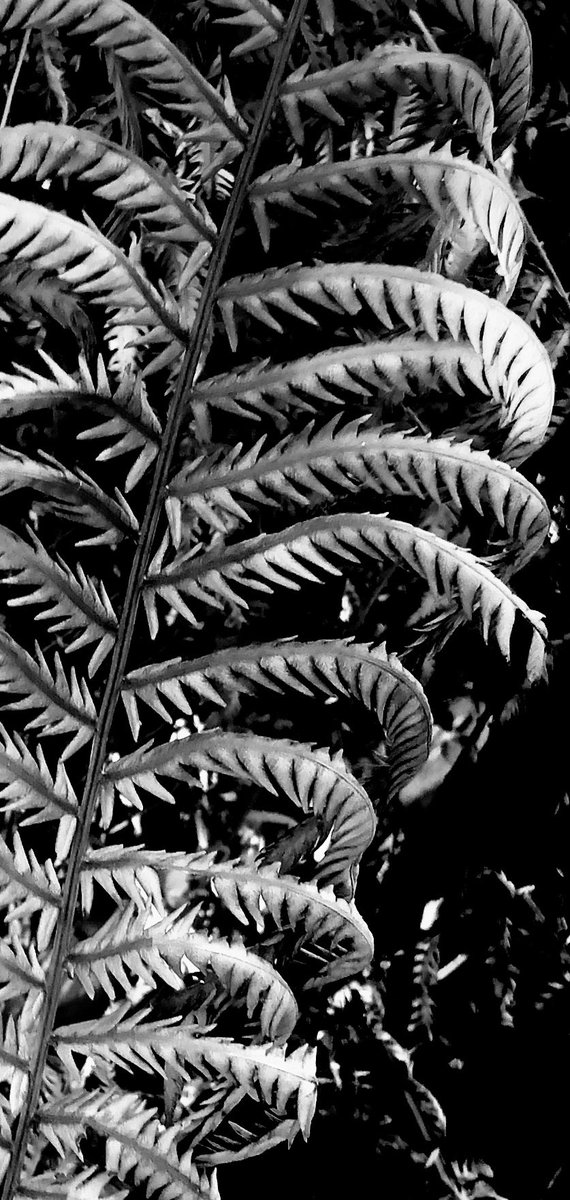 TanukiCan's tweet photo. #photooftheday #blackandwhitephotography #monochrome #naturephotography #plant #fern https://t.co/hqciyzhIxx