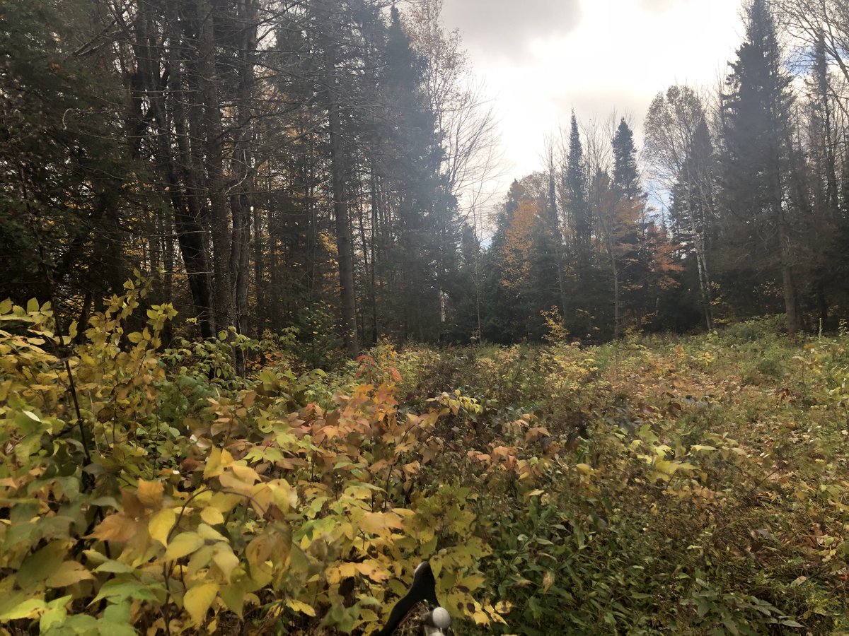 NipissingTrails's tweet image. It is actually turning out to be a fine and blustery day on the trails, making progress on the brushing one step at a time. #incrementalgains