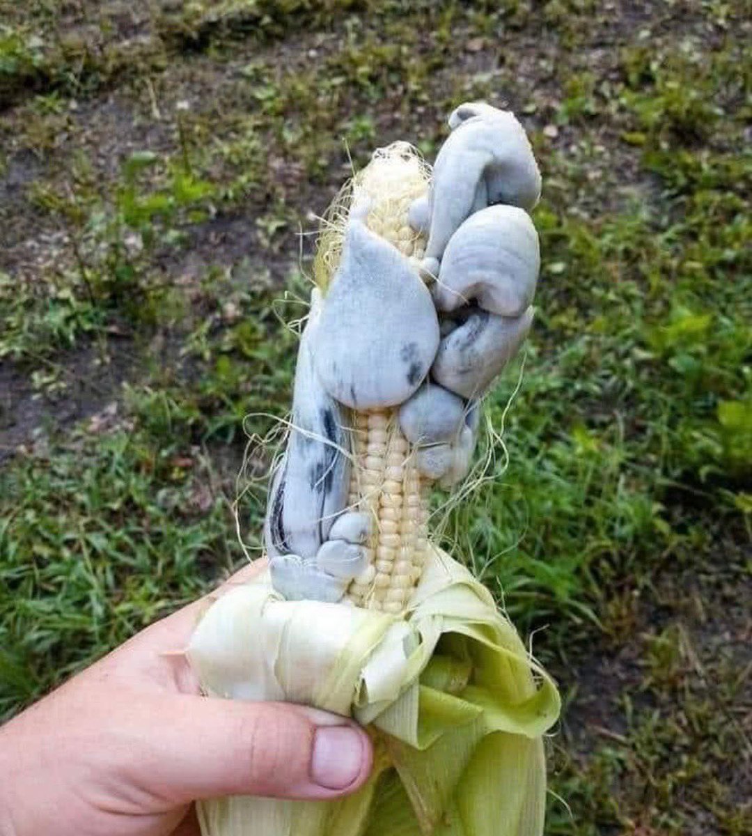 Look, #Heifers!  #ItsCorn! But definitely won’t be eating this one! #corn!