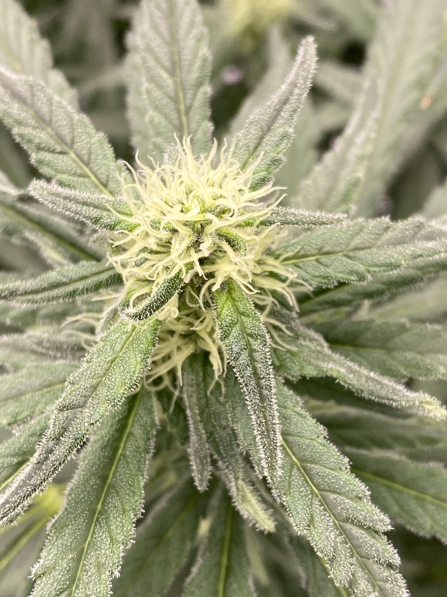 Blue Sunset Sherbet <a href="/BarneysAms/">Barney's Farm</a>