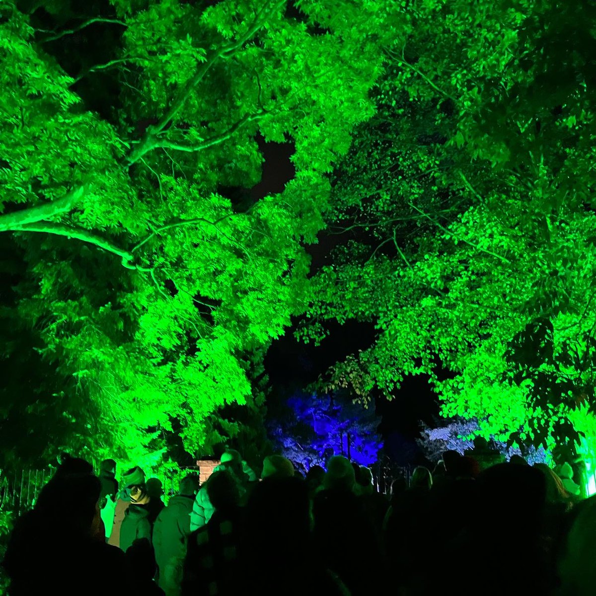 susanpmains's tweet photo. Back at the @DundeeBotanics. Got lucky and managed to go with the kids to see @dundeeuni’s #FestivalOfTheFuture2022’s ‘Over the Garden Wall’ tonight. It was lovely. #TreesTrapeze #TreesAreTheBeesKnees #FloodlitForest https://t.co/7HWbVeaOWv