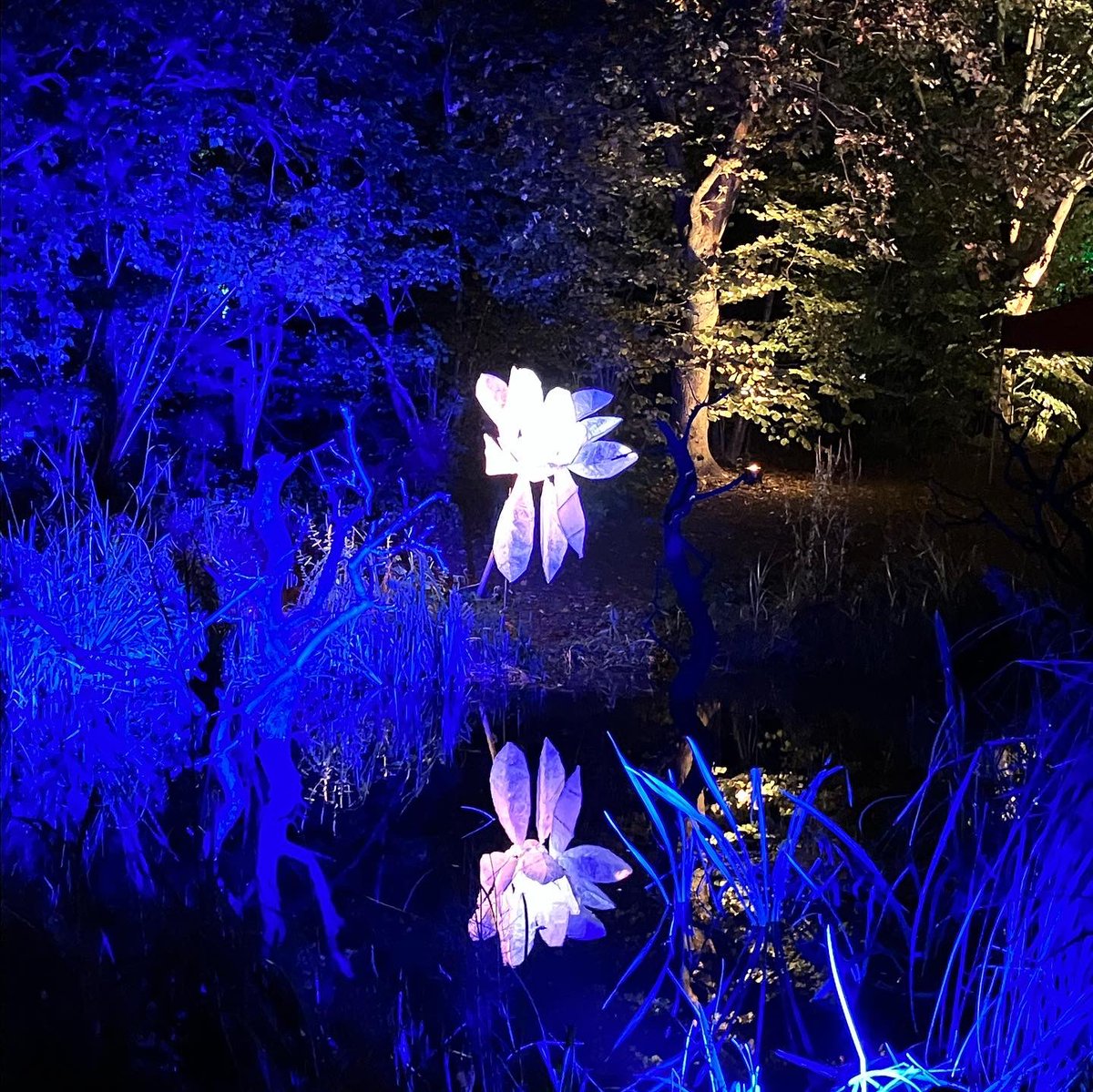 susanpmains's tweet photo. Back at the @DundeeBotanics. Got lucky and managed to go with the kids to see @dundeeuni’s #FestivalOfTheFuture2022’s ‘Over the Garden Wall’ tonight. It was lovely. #TreesTrapeze #TreesAreTheBeesKnees #FloodlitForest https://t.co/7HWbVeaOWv