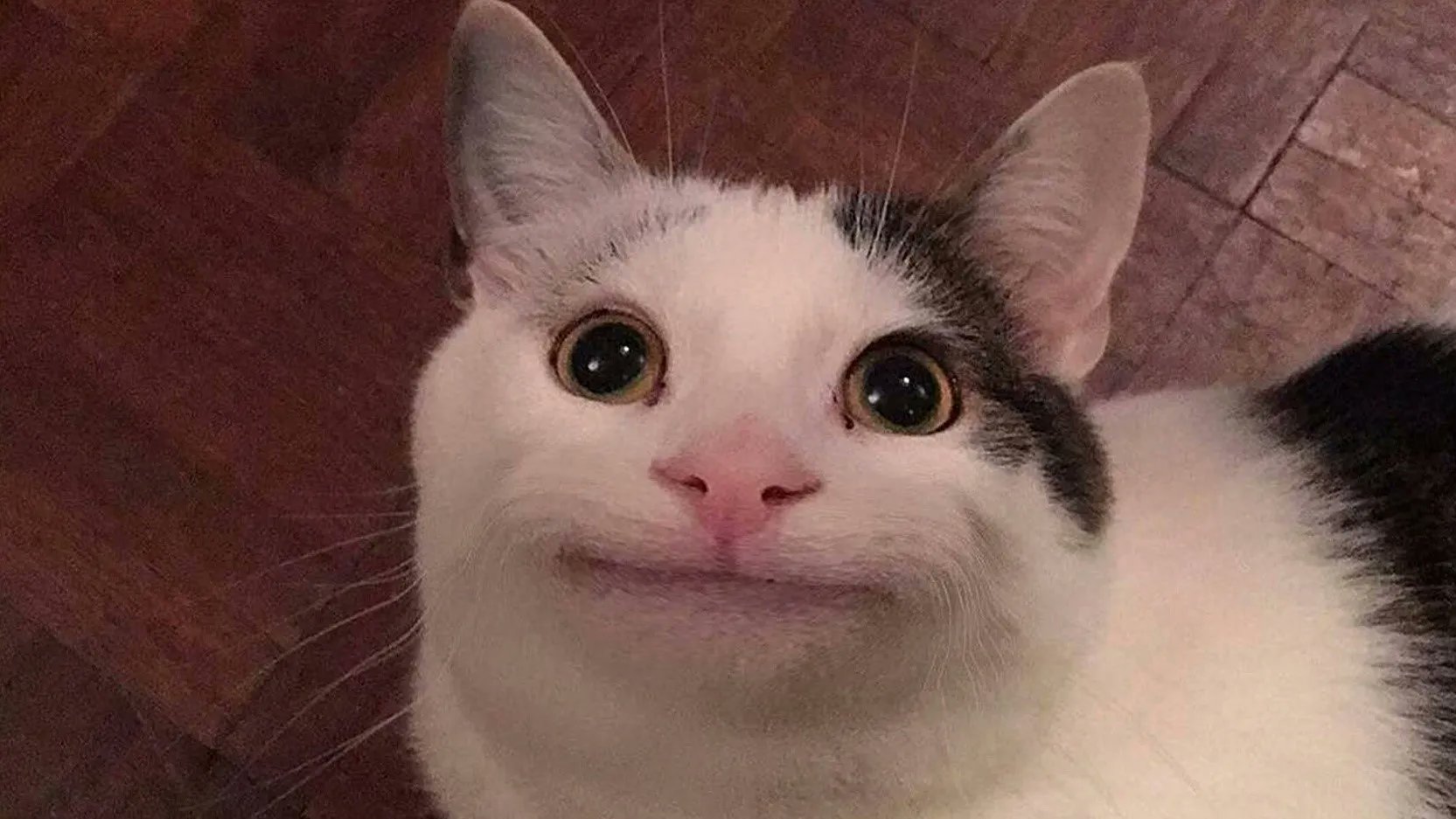 Белуга кот Дискорд