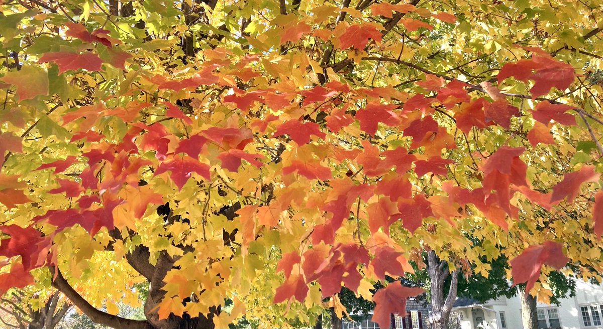 Christa Worrell tweet media