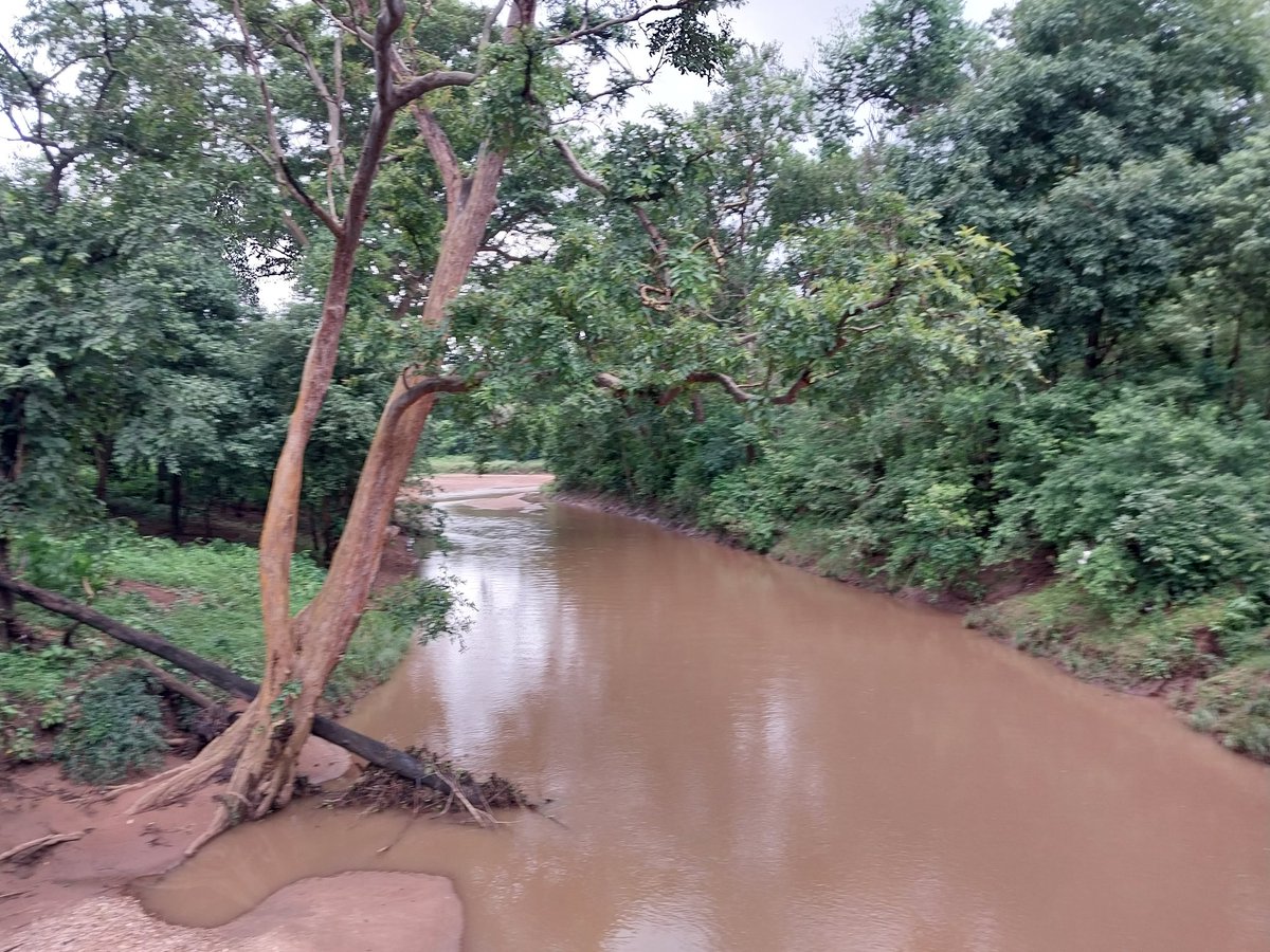 deepanwita_t's tweet photo. The old memorial dedicated to firewatcher Maiku Gond in #Achanakmar tiger reserve #Chhattisgarh. A few pics of my travel in the reserve greeted by heavy rainfall on most days. #tigerstories @RazaKazmi17 @CentralIfs @stylo_IFS @ParveenKaswan @TribalArmy https://t.co/VSSb180W7r