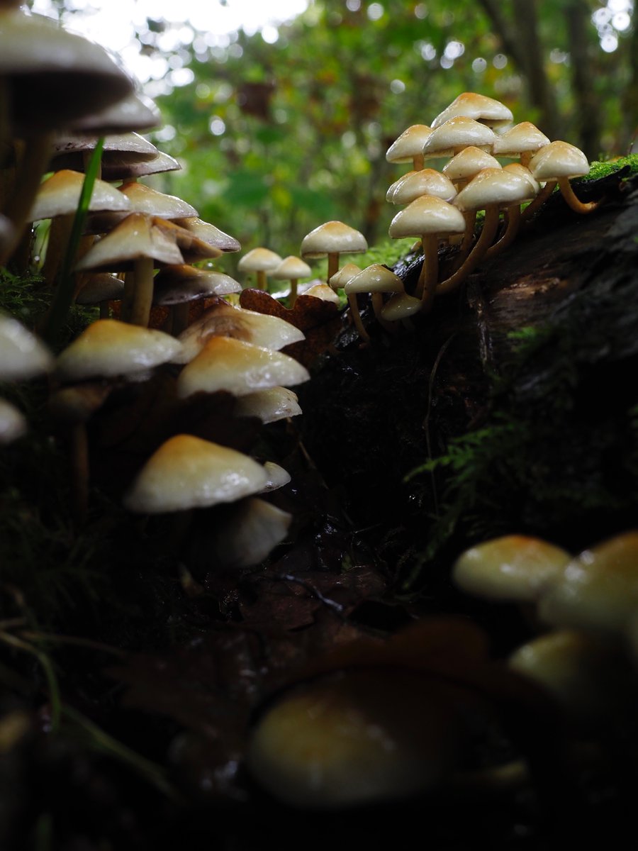 TKA_Photos's tweet photo. Lots of fun shooting this huge collection of mushrooms from many angles today! 

📆 2022-10-15
📷 Olympus E-M1X
🔎 Olympus 12-40mm f/2.8 Pro
🎛️ various, all hand-held natural light 
📍 Four Falls trail, Ystradfellte, South Wales

#MushroomDay #FungiPhotography #OMSystem https://t.co/sTkjFEu1mY