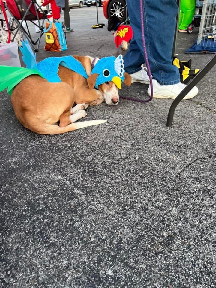 TNProverbs1210's tweet photo. It’s been a long day, but we were invited guests of Gearheads Car Club of Clarksville’s Annual Trunk or Treat tonight.. Volunteers are there letting of our dogs mingle with the crowd and getting the word out about rescue needs.
#RescueOnTheGo
#ProverbsNation https://t.co/5xWzmCa6wA