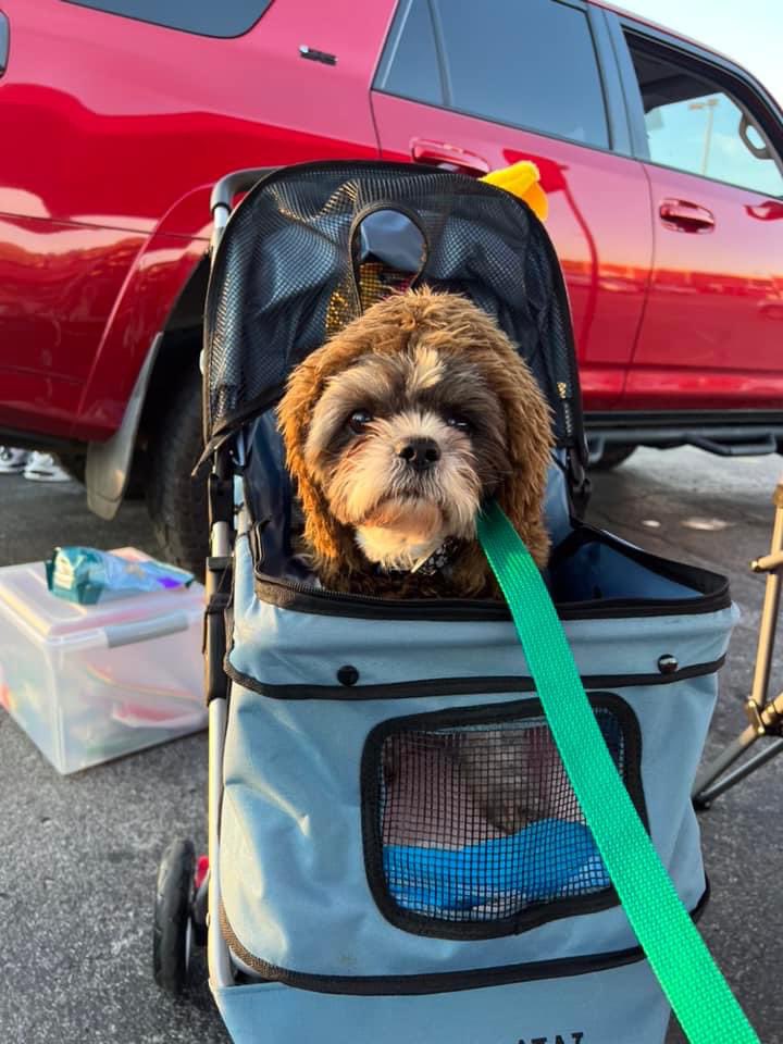 TNProverbs1210's tweet photo. It’s been a long day, but we were invited guests of Gearheads Car Club of Clarksville’s Annual Trunk or Treat tonight.. Volunteers are there letting of our dogs mingle with the crowd and getting the word out about rescue needs.
#RescueOnTheGo
#ProverbsNation https://t.co/5xWzmCa6wA