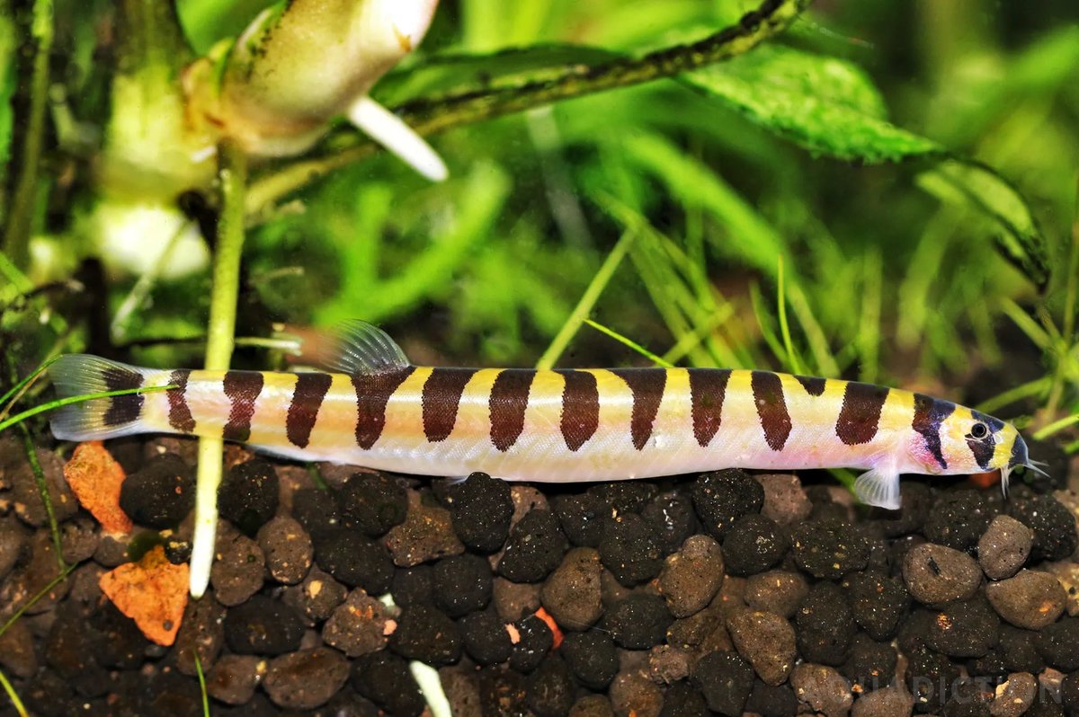 This is a Kuhli Loach!
They’re fish that are native to freshwater lakes and they may be more commonly owned as aquarium pets!
Fun Fact!: Kuhlis can be great diggers and can hide in substrate for even months!!
Another week finished! Now go relax ♡