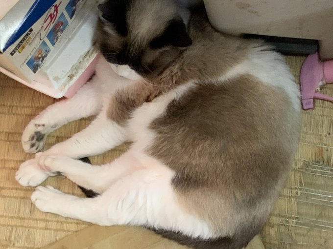 猫はかわいい
癒しをくれる
だから、こちらもいっぱい
可愛がってあげて。
ワガママも可愛さのうち。

生きてる間にいっぱい愛してあげて。 