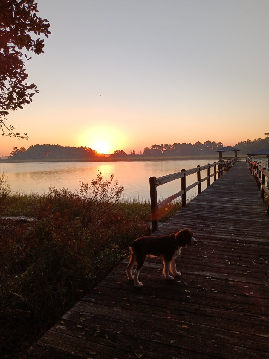 TheClayDowning's tweet photo. Wakey wakey. Taking the pup for our morning walk on the dock.
#docklife #icw #intracoastalwaterway #figureeightisland #wrightsvillebeach #wrightsvillebeachnc #springerspanielsofinstagram #springerspaniel #springerspanielpuppy #springerspaniels #sunsup #sunrise #morningwalk https://t.co/OHPgF3Vy7h