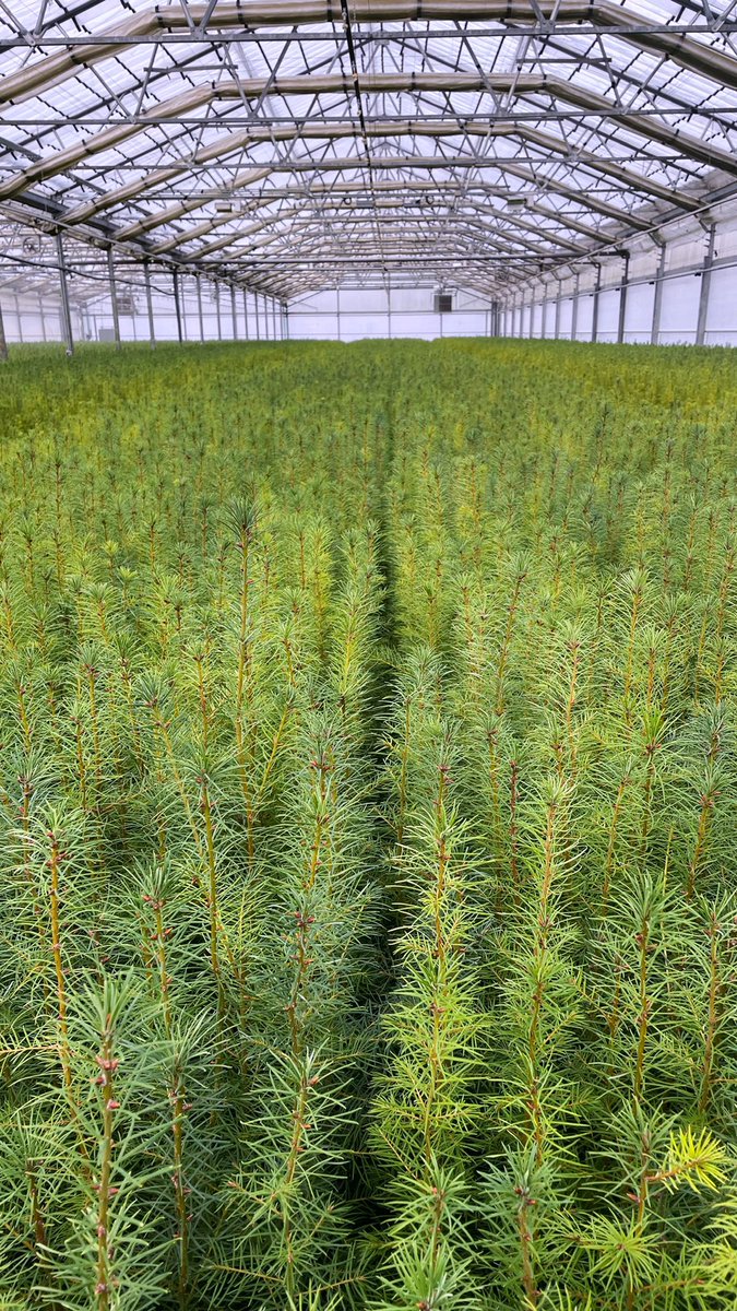 waDNR's tweet image. These seedlings were planted at the start of this game and are now thriving old-growth trees