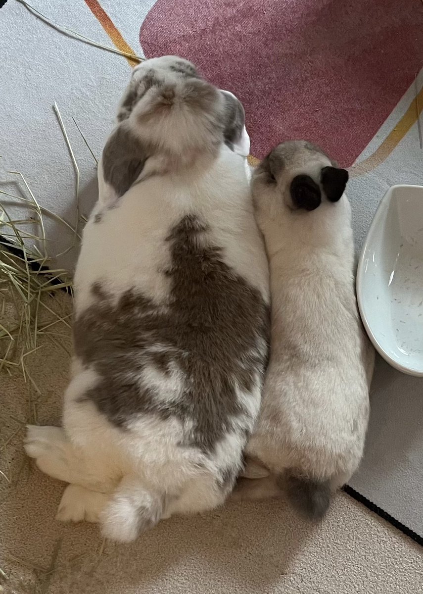 okoge615's tweet photo. おなじ寝方🐰🐰 https://t.co/1LnWLnk3Fu