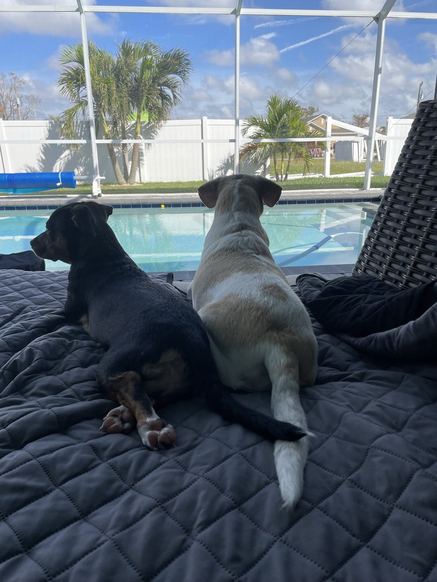 Marley and Benny took Lifeguard & Broken Fence duty so I could have HuMom’s thigh to myself today ❤️🐾 #dogsoftheday #dogsoftwitter #swfl #beagle #beaglebuddies #HurricanIan