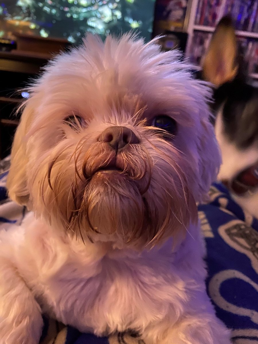 RickStevens63's tweet photo. Thank you โค๏ธeveryone for your thoughts & prayers.
Gidget left us at 5:15pm.
I thought I was done crying hours ago. Apparently not. Itโs never been a secret how much she meant to me/us. #RIPGidget I love you baby girl. ๐พ๐๐๐ป๐ฅฒ https://t.co/Z9mXBH5Es2