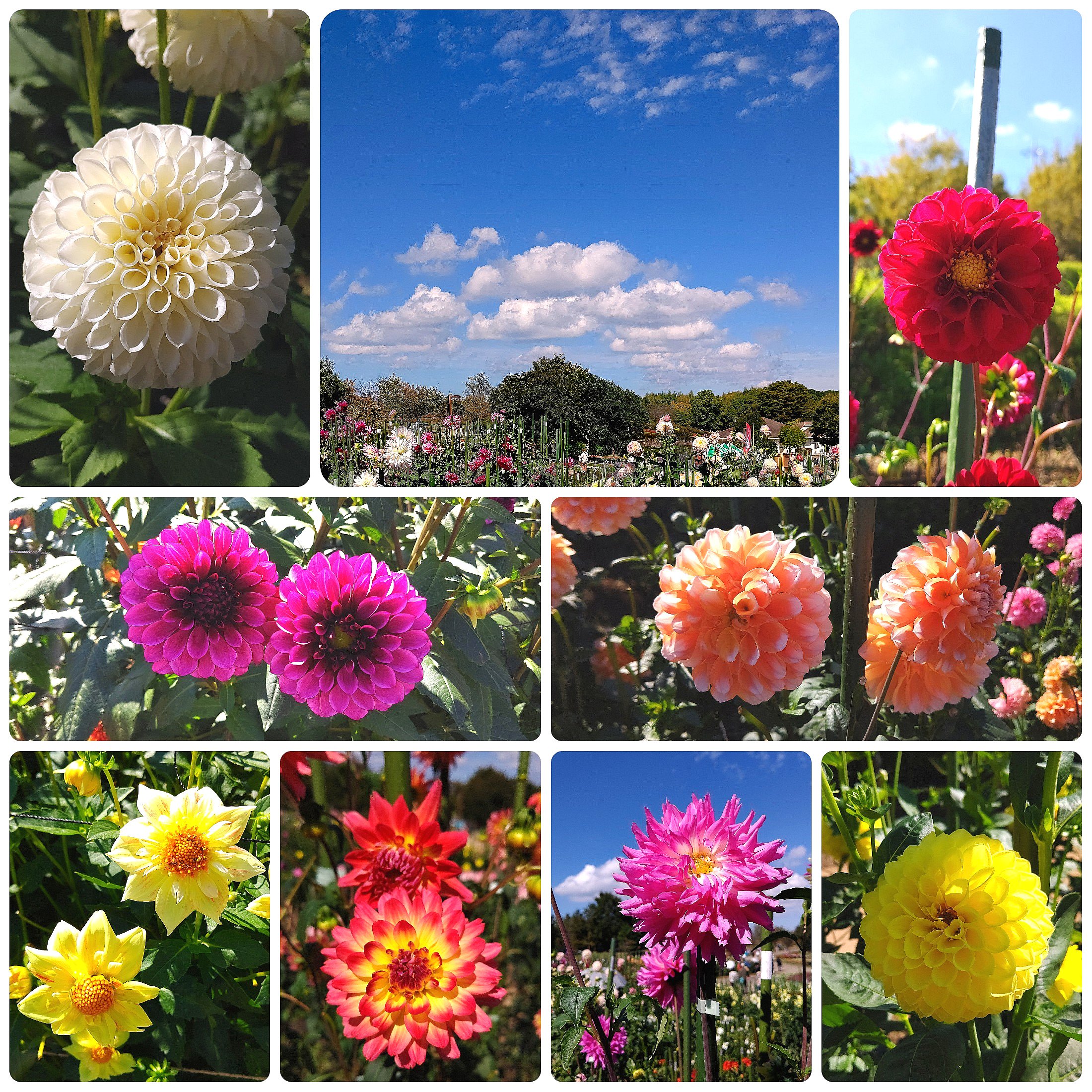 花の名所 Twitter Search Twitter