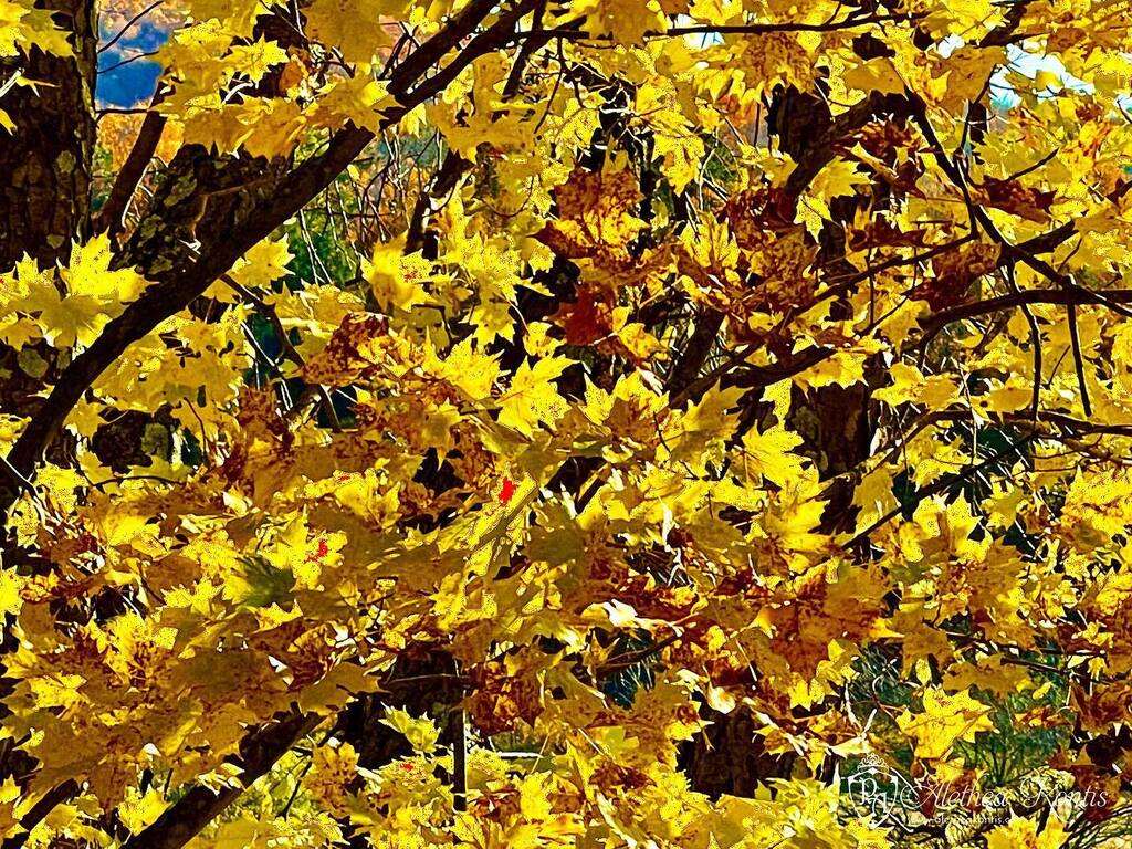 AletheaKontis's tweet photo. These yellows! 🍂🍁
.

#upstateNY #catskills #writingretreat #writinglife #leatherstocking #autumnvibes #autumnaesthetic #fallfashion #leafpeepers #weather #nature #naturephotography #landscapephotography #mothernature #earth  #natgeoyourshot #forceofn… https://t.co/6UuqlA80Fq https://t.co/erT37XV2ra