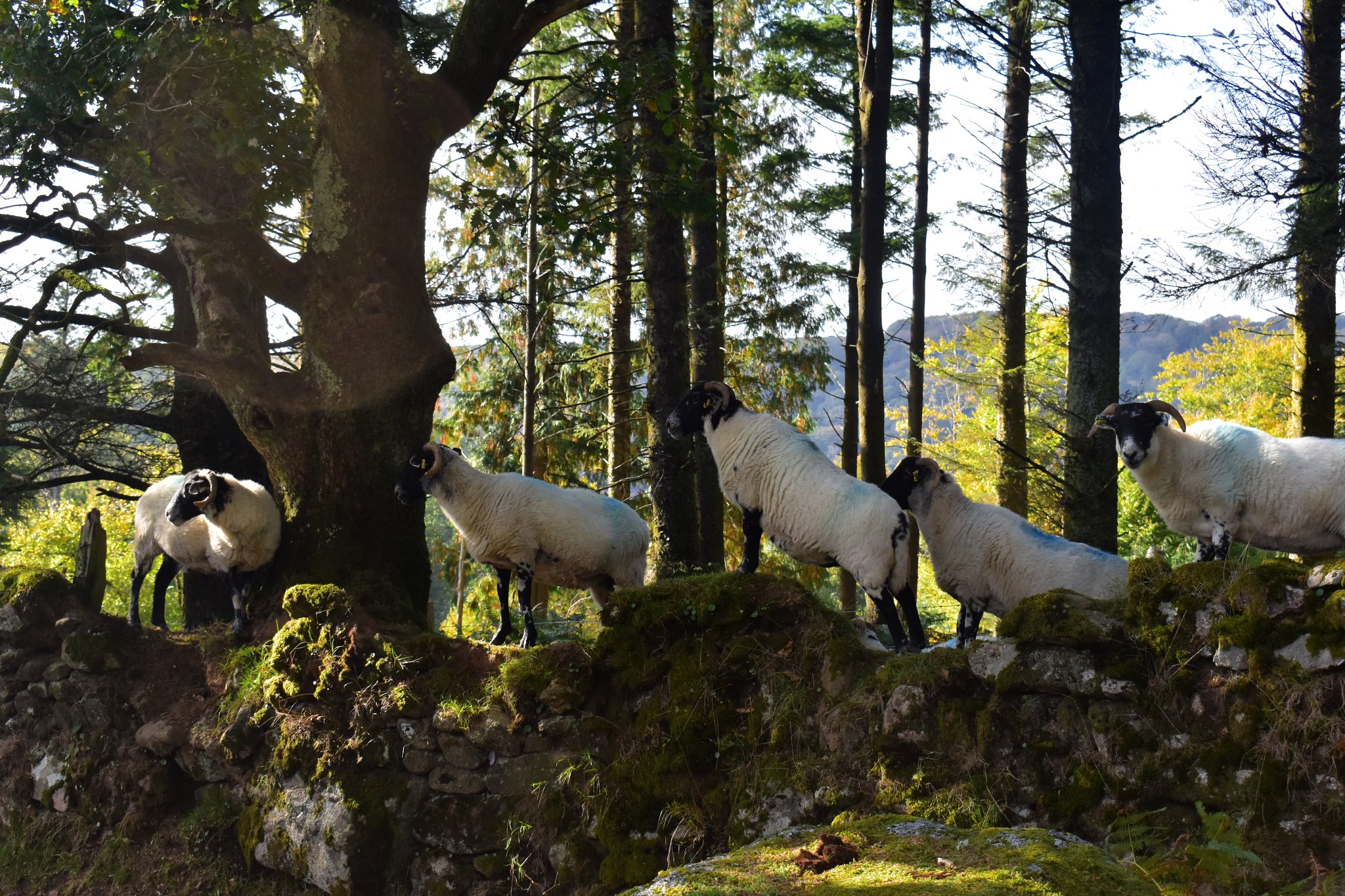 Five sheep stand along a dry stone wall.
