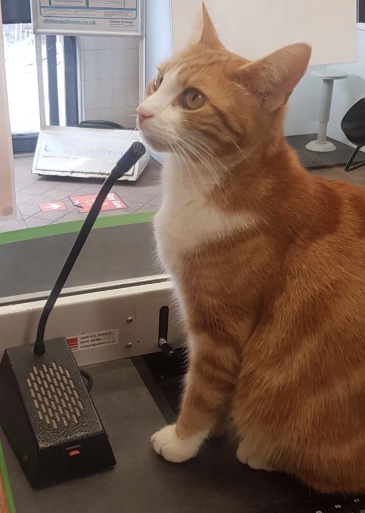 TheStourbridge's tweet photo. Friends in case you missed it this is the Pod cast  from @SolidSooty 

https://t.co/oIS7n3HZdg

Thank you Sooty 📻🐈
#CatsOnTwitter #cats #CatsofTwittter #cat https://t.co/WBqKuOMAEW