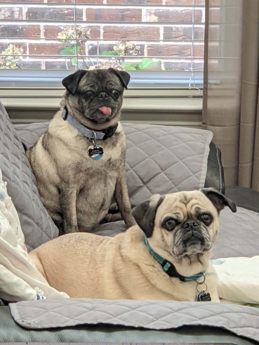 CruiseToJupiter's tweet photo. #NationalPugDay 
Pebbles and Bam Bam in Dallas!! https://t.co/LdS4Fyfhxy
