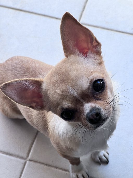 how can I say no to that face 😭 https://t.co/72kFc51JYq<a href="/tag/barbie"class="tags"><span>#barbie</span></a><a href="/tag/oppenheimer"class="tags"><span>#oppenheimer</span></a>