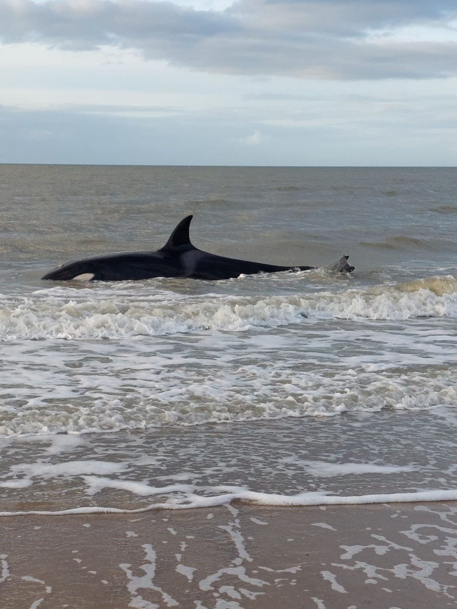 Helaas heeft de orka het niet gered. Na een korte doodstrijd is ze ingeslapen op het strand. SOS Dolfijn is alle hulpverleners ontzettend dankbaar. Ook dank voor alle lieve berichtenen medeleven.