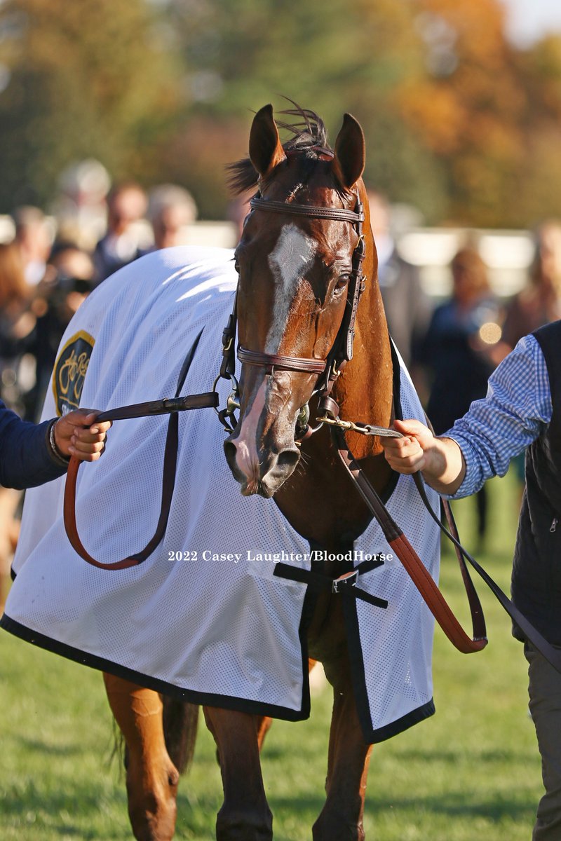 casey_laughter's tweet photo. #GinaRomantica (Into Mischief; @spendthriftfarm) wins the G1 QE II Challenge Cup at @keeneland for trainer #ChadBrown and owner #PeterBrant with jockey #FlavienPrat. @BloodHorse https://t.co/DoMedrBfyR