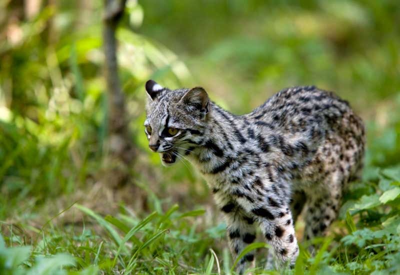 Tiríka ahora vuelve a los bosques del Chaco Paraguayo, su hábitat natural, que se encuentra en peligro por la deforestación, lo que pone en riesgo a los de su especie y muchas otras especies de fauna y flora. 😿

¡Cuidemos a Tiríka! ¡Cuidemos la naturaleza de nuestro país! 🌳