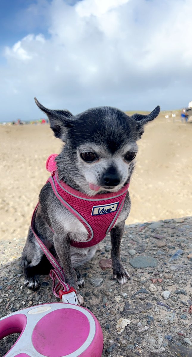 whitehouse_jo's tweet photo. Loving #Barmouth #dogsoftwitter #weekendvibes #October2022 https://t.co/4MnALTeslJ