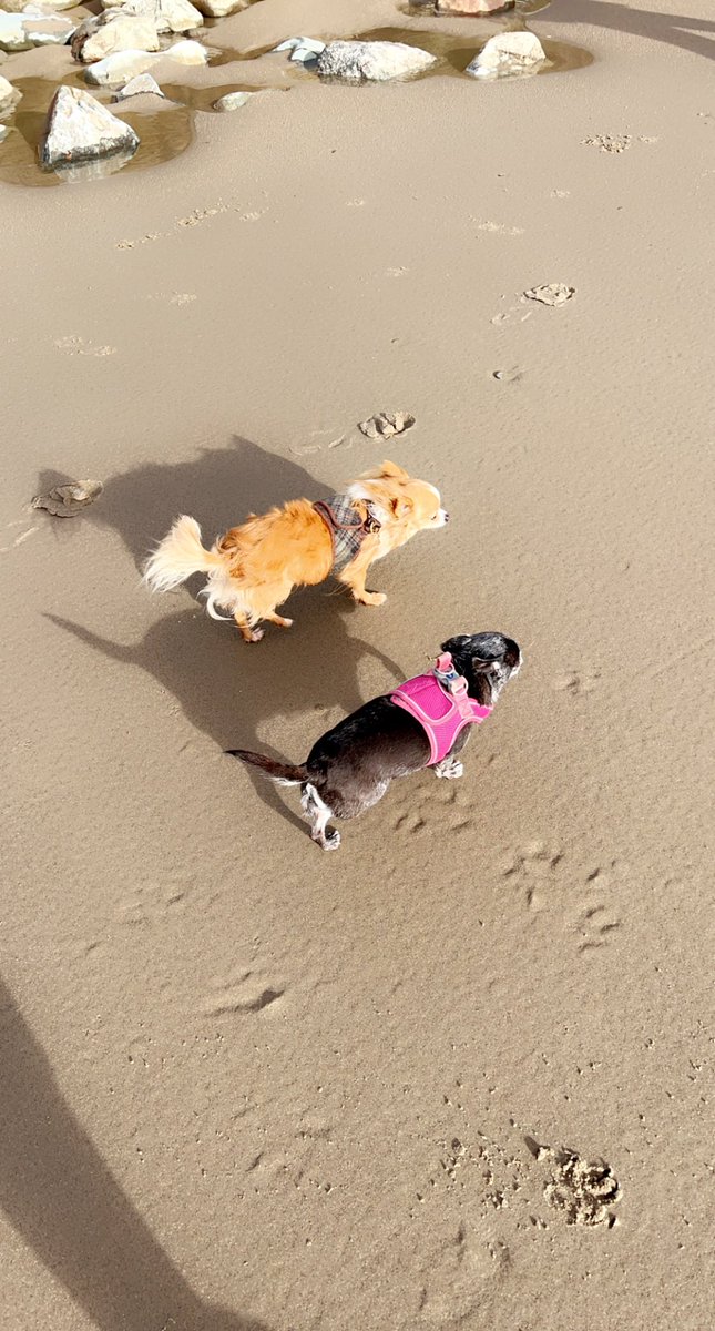 whitehouse_jo's tweet photo. Loving #Barmouth #dogsoftwitter #weekendvibes #October2022 https://t.co/4MnALTeslJ