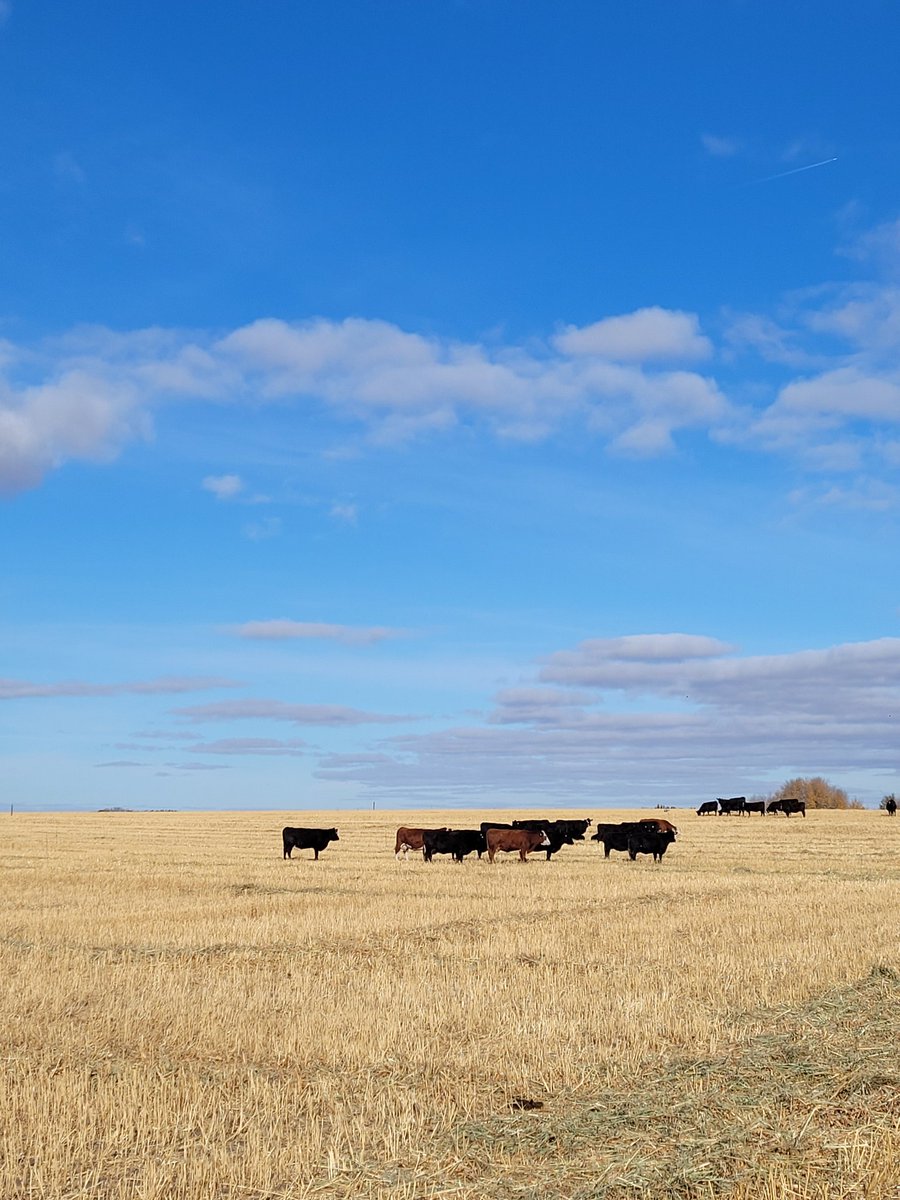 DrBart_Beef's tweet photo. #ExtensiveGrazing #MeasuringEntericGasFlux @ShelbyRobinson_ MScResearch #CoverCrops @AAFC_Canada #CowCalfEconomics @LFCE_usask @BeefResearch @albertabeef https://t.co/L8rHyUMdHY