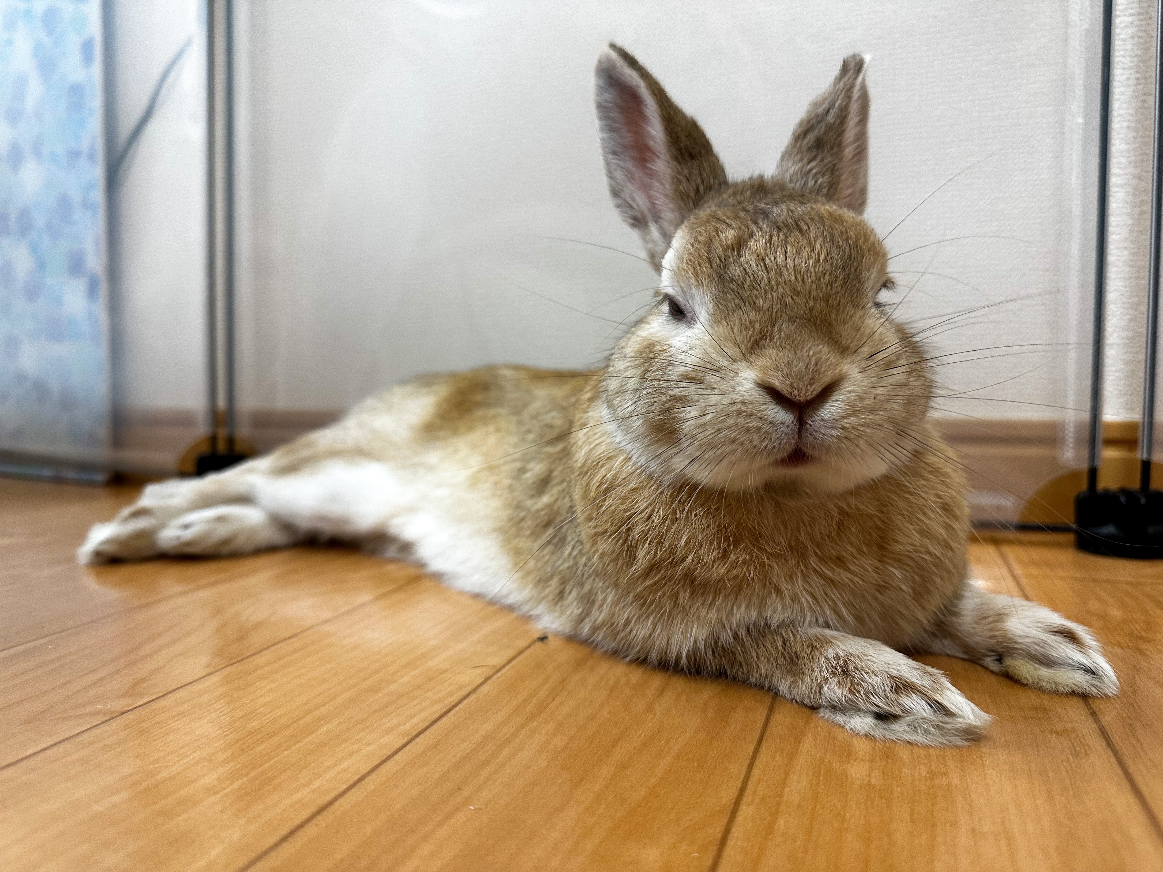 メリット きなこうさぎ様専用 おまとめ - meaa.com.br
