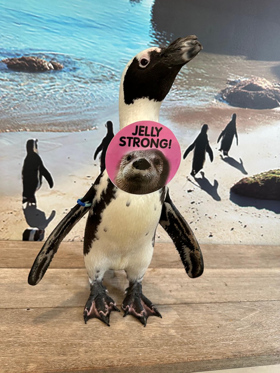 LIaquarium's tweet photo. Black, white, and #JellyStrong 🦦 💕 
Waddle I do without your support? Join the LIA and I as we fundraiser to make a difference in a fight against breast cancer! I want you to know that every dollar will be going to the American Cancer Society’s programs and services. https://t.co/VGk4u4Z9He