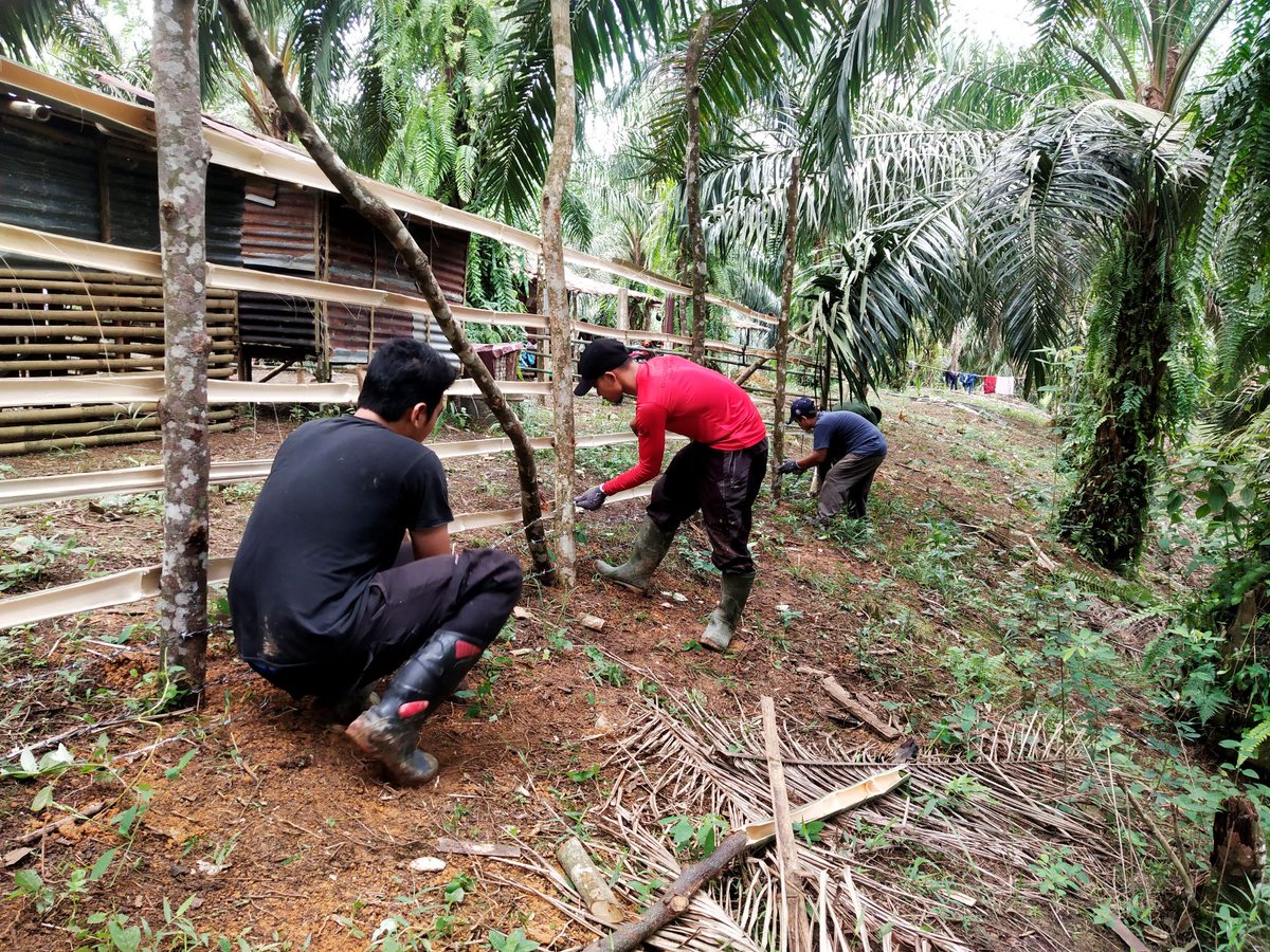 IntTigerProject's tweet photo. The team hard at work creating another #TigerProofEnclosure in #NorthSumatra. Our partner Sustainable Green Sumatra is working with farmers to create these cattle corrals to reduce #HumanTigerConflict.

#InternationalTigerProject #ITP #SaveSumatranTigers #SumatranTigers https://t.co/848nzqSAQ6