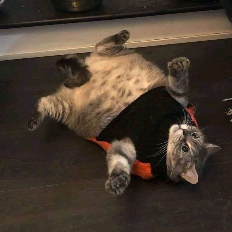 Cat Dealer on Twitter