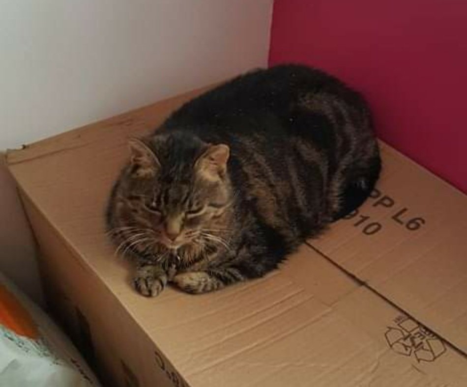 MamounetteA's tweet photo. 17 ans 1/2 ma mistinguette et ce soir tu nous a quitté.  Les enfants ont pu lui dire au revoir et la câliner toute la journée. Elle a été bien entourée. https://t.co/EW40VLqDbd
