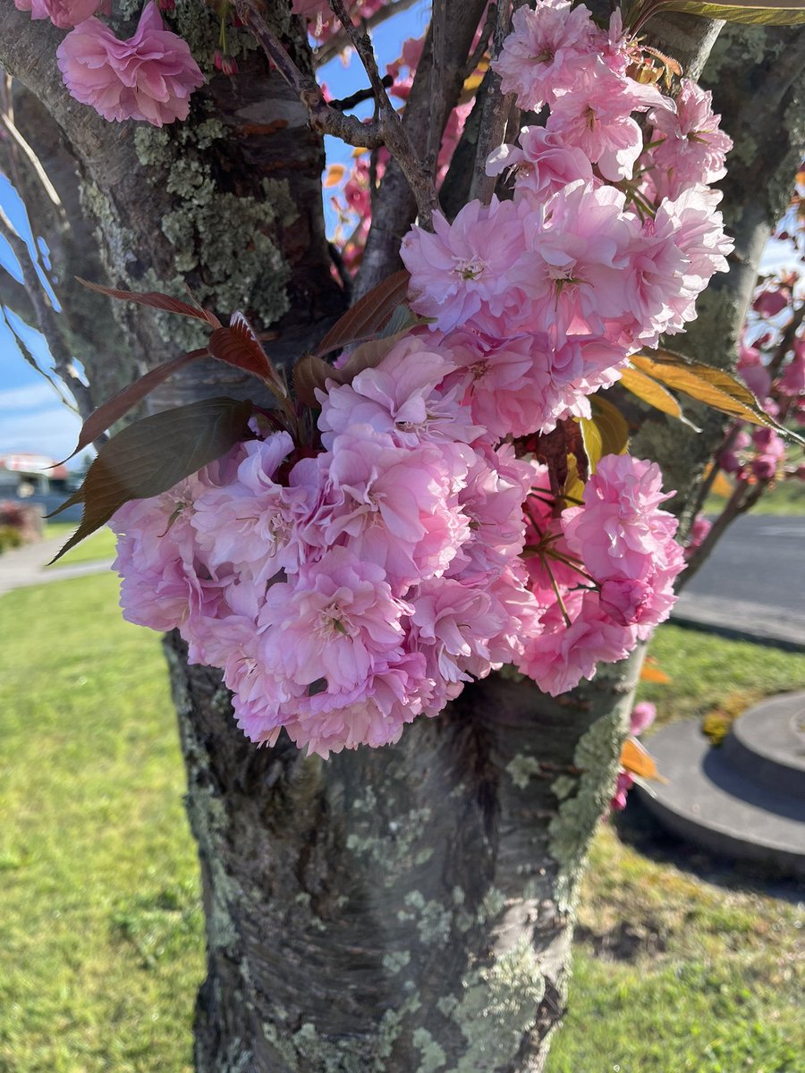 JudithClarke54's tweet photo. After the wild weather last week you would expect most of the blossom to have disappeared but some is still going strong to bring a Spring smile to your face 😀 #staystrong #enjoythelittlething #running https://t.co/Ne5Kn3K9TW