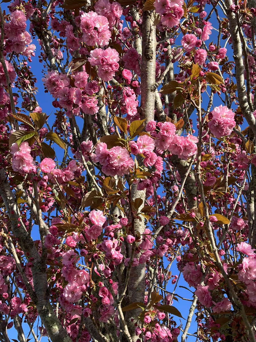 JudithClarke54's tweet photo. After the wild weather last week you would expect most of the blossom to have disappeared but some is still going strong to bring a Spring smile to your face 😀 #staystrong #enjoythelittlething #running https://t.co/Ne5Kn3K9TW