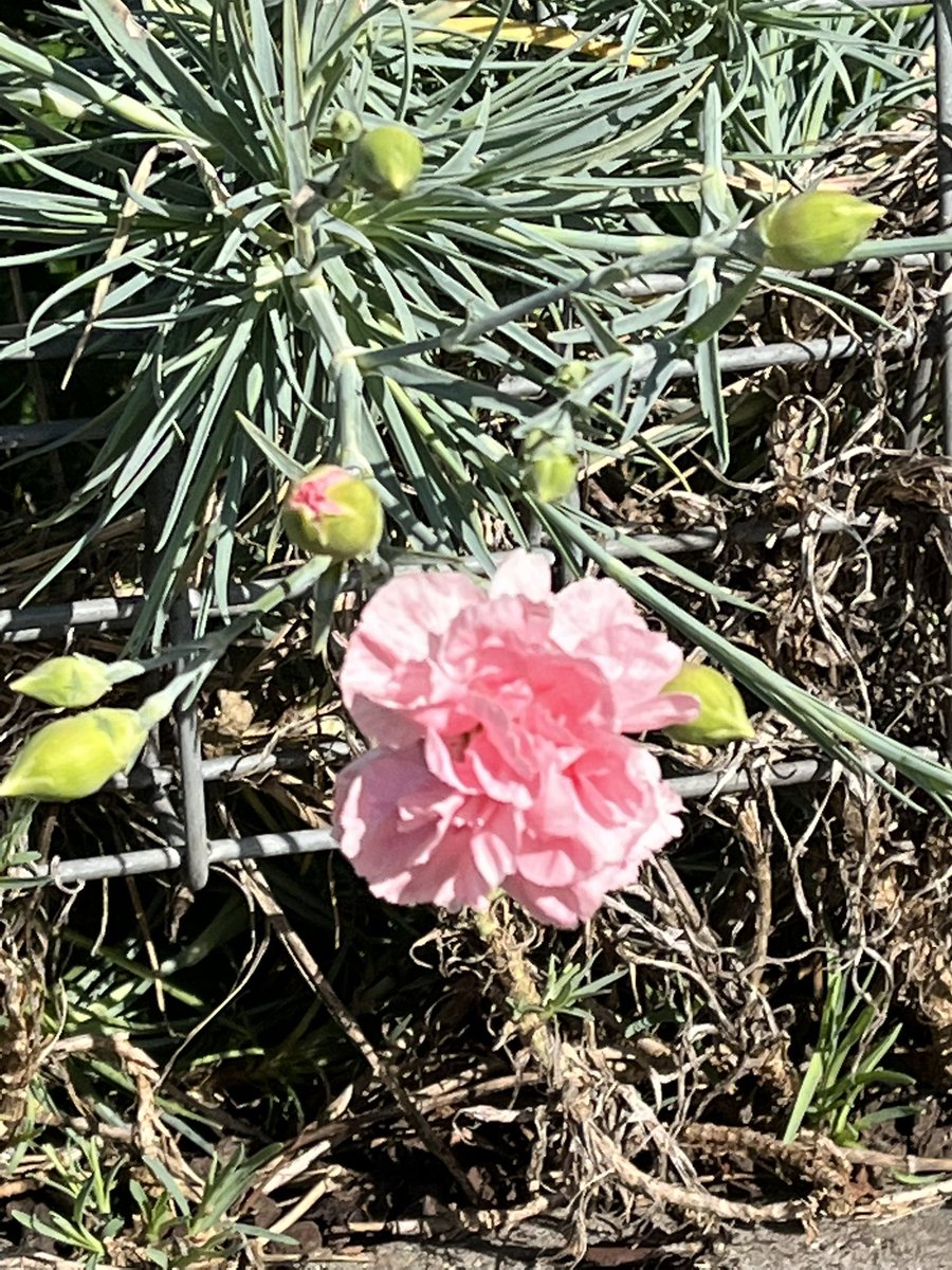 JudithClarke54's tweet photo. After the wild weather last week you would expect most of the blossom to have disappeared but some is still going strong to bring a Spring smile to your face 😀 #staystrong #enjoythelittlething #running https://t.co/Ne5Kn3K9TW