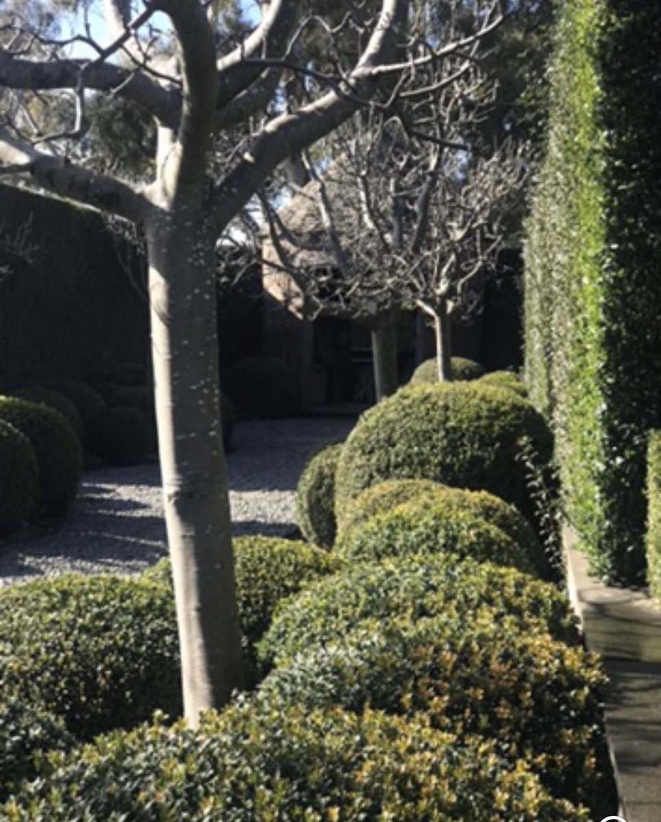CostasGarden's tweet image. Topiary ? Is it your cup of tea. Cloud pruning is a garden art Soohie Thomson  @SophiesPatch is hedging her bets  with a specialist in cloud pruning #gardeningaustralia @ABCTV #cloudpruning #stonefields