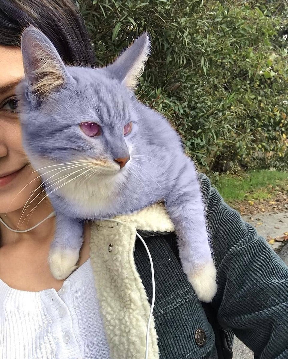 Take_Meow_Hand's tweet image. 