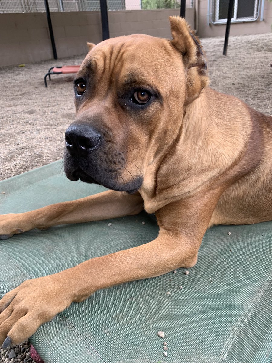 Yeah, I admit it…I’m obsessed with Buster Brown…all 100 pounds of him 🥰 Less than a year old, he was severely traumatized by his previous owner, but he’s getting nothing but love at the Laguna Beach Animal Shelter ❤️
#adoptlove
#canecorso