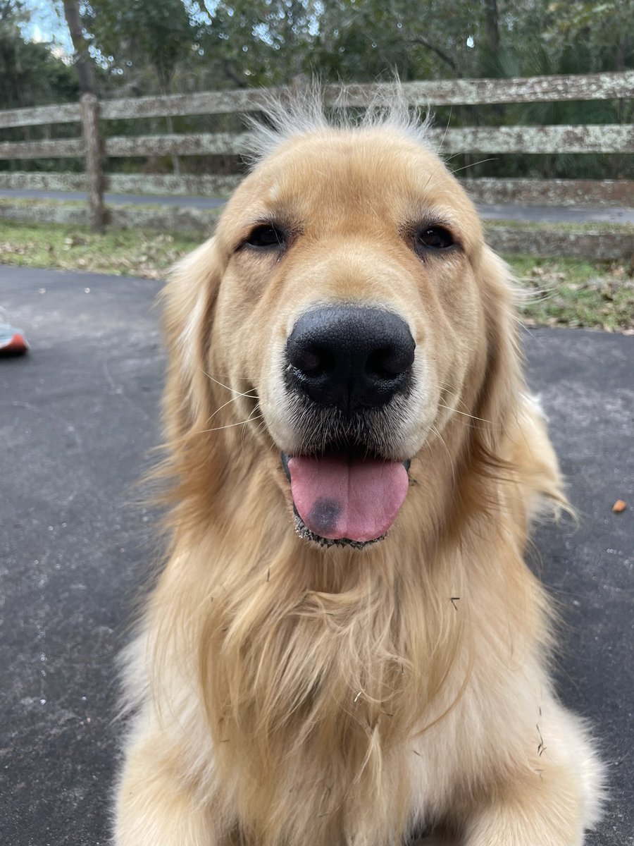 Gabriel35435981's tweet photo. Hi friends! I went to my second day of CGC training today….it was fun!🤣😬 https://t.co/axUWEhWcoq