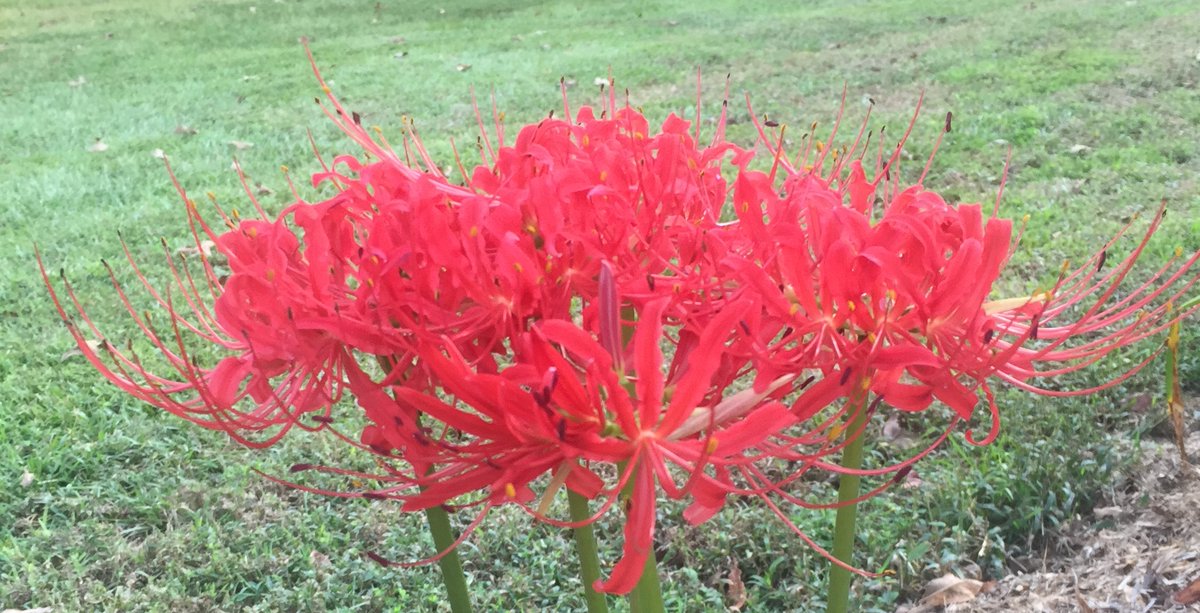 JoAnn Francis tweet media