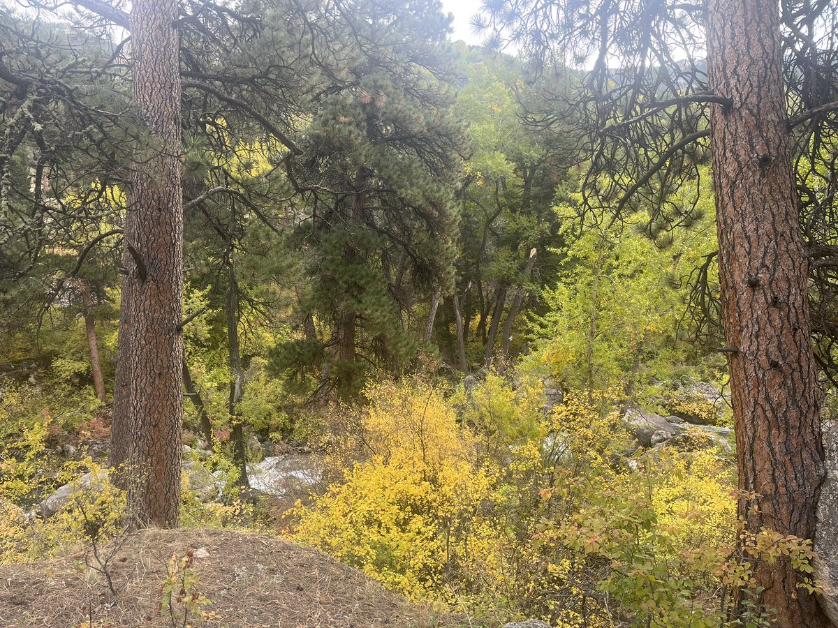 kmohatt's tweet photo. Fall in Wyoming 💛🧡💚 https://t.co/wroLNAve9P